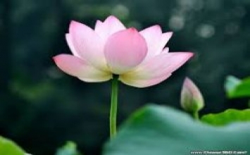 Bốn cách sống theo Chánh mạng để đạt đến cảnh giới tốt đẹp
